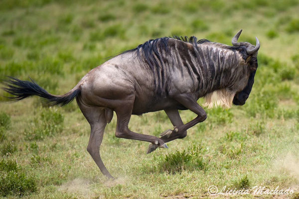 Blue wildebeest #5