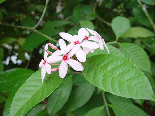 Kopsia fruticosa, Pink Kopsia / Apocynaceae, Burma, コプシア・フルティコサ、ピンクコプシア、@Swan Lake Ring