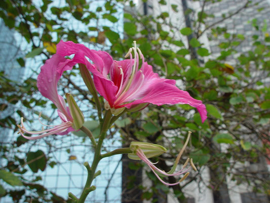 バウヒニア・ブレイケアナ Bauhinia blakeana (Hongkong Orchid Tree)、和名：アカバナハカマノキ、漢名：洋紫荊、区の花　