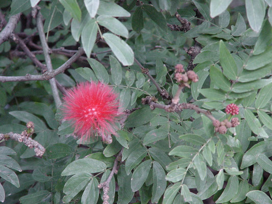 Calliandra haematocephala - Red Powderpuff （アカバナブラッシマメ）