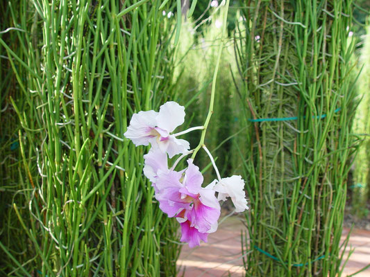 National Flower of Singapore, Vanda MISS JOAQUIM、国花バンダ・ミス・ジョアキム