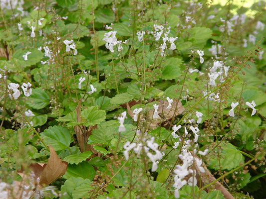 Plectranthus verticillate - Swedish Ivy