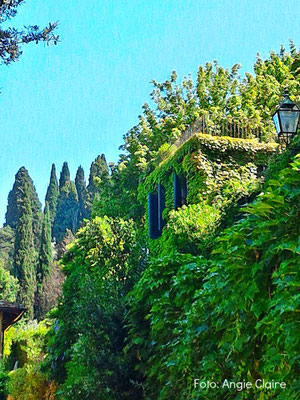 Casa edera, via vecchia fiesolana. Ivy house, old fiesolana street