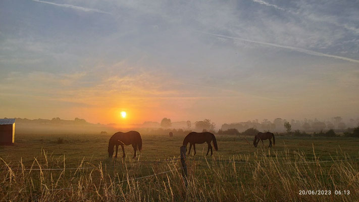 30 hectares de pâtures pour des chevaux heureux
