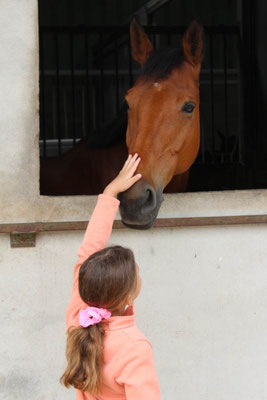 Visite des écuries et contact avec les chevaux