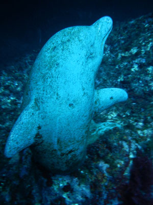 la statuetta del delfino all'ingresso della grotta