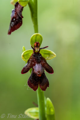 Fliegen-Ragwurz,   Ophrys insectifera
