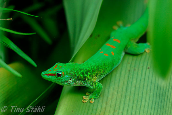 Gecko, Zoo Zürich