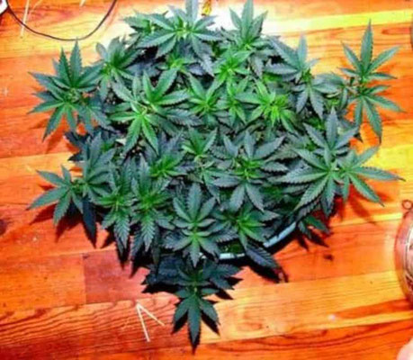 cannabis pflanze erholt nach LST