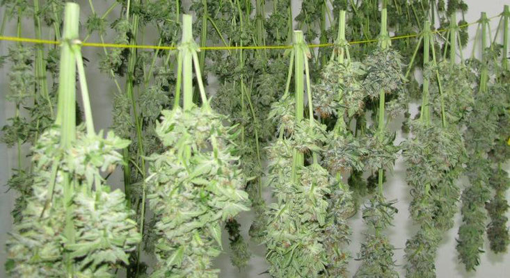 cannabis pflanzen trocknen 3