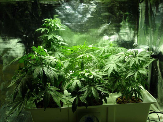 Cannabis Hanf Aufzucht Indoor Growroom