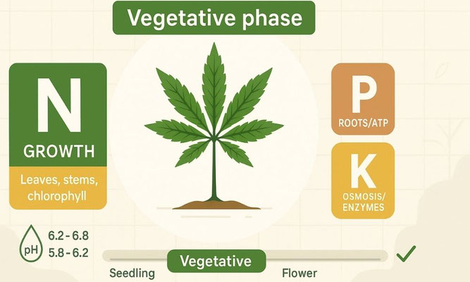 Vegetative Phase