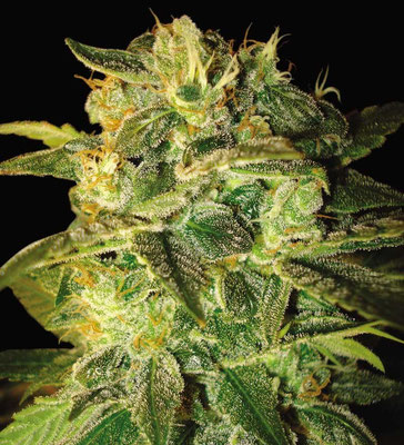 Erntereife Cannabis Hanfblüte Marihuana Buds