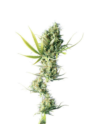 Cannabis Hanf Top Bud bereit zur Ernte