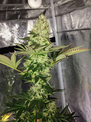 Top Bud Cannabis