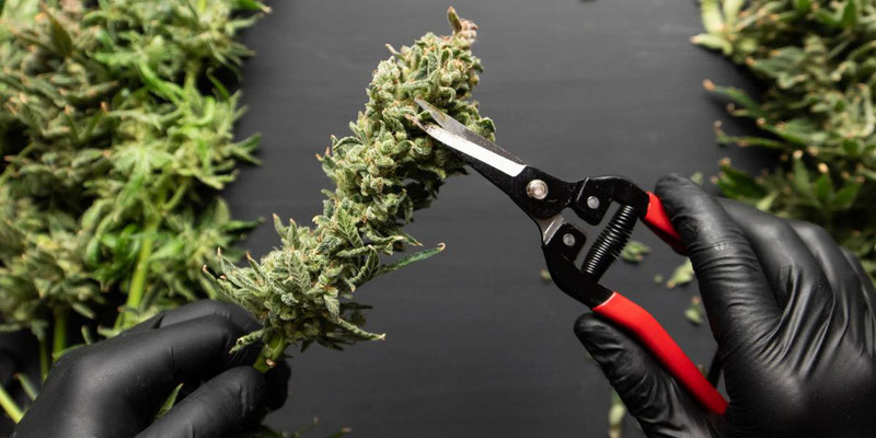 Cannabis richtig ernten