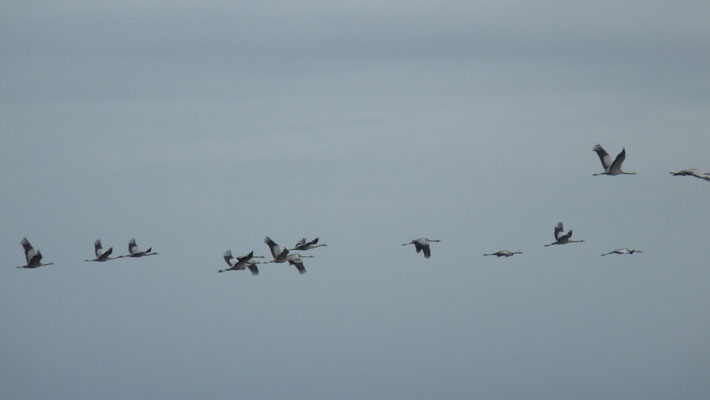 grues dans les Barthes de Guiche
