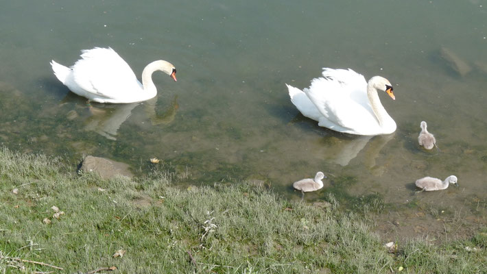 la famille cygnes au port de Hastingues