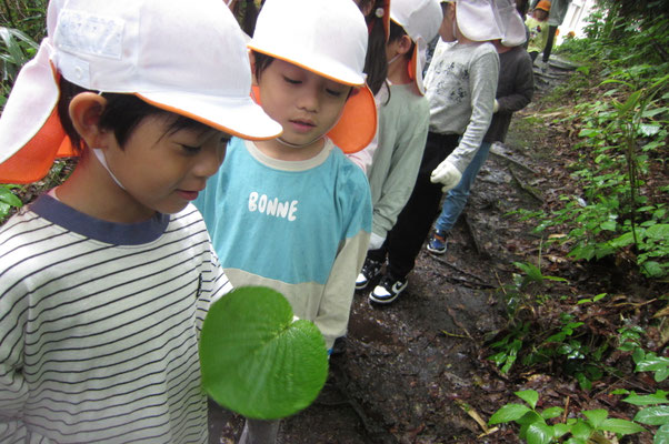 かめの木の葉っぱなんだって！