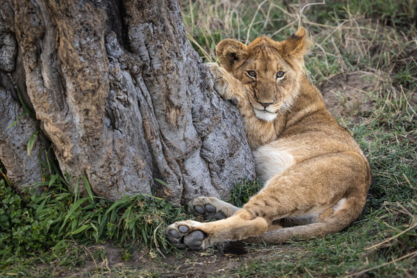 Kenia-Masai Mara National Park