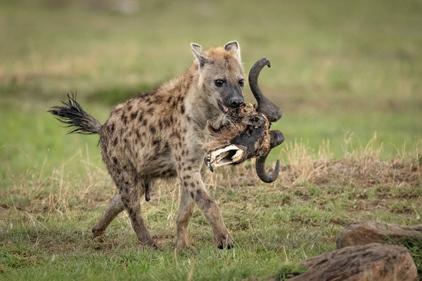 Kenia-Masai Mara National Park
