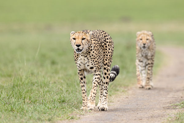 Kenia-Masai Mara National Park