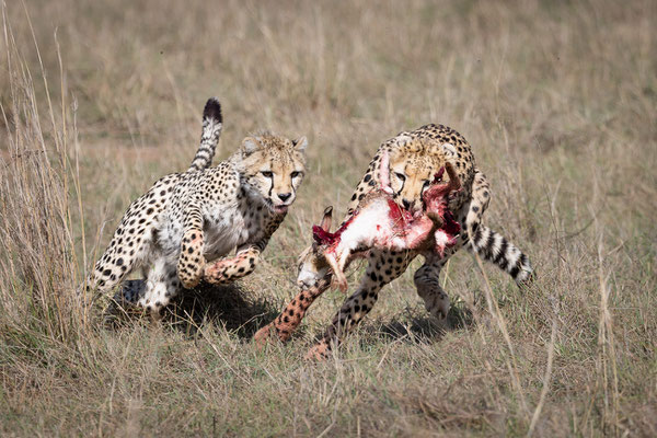 Kenia-Masai Mara National Park