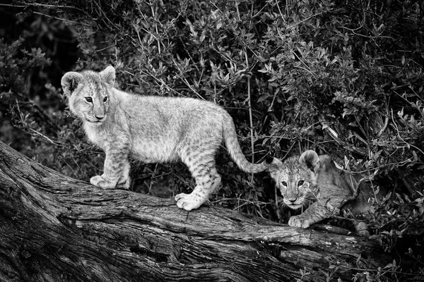 Kenia-Masai Mara National Park
