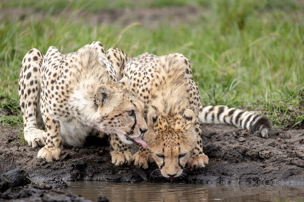 Kenia-Masai Mara National Park