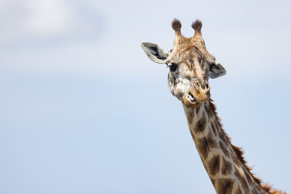Kenia-Masai Mara National Park