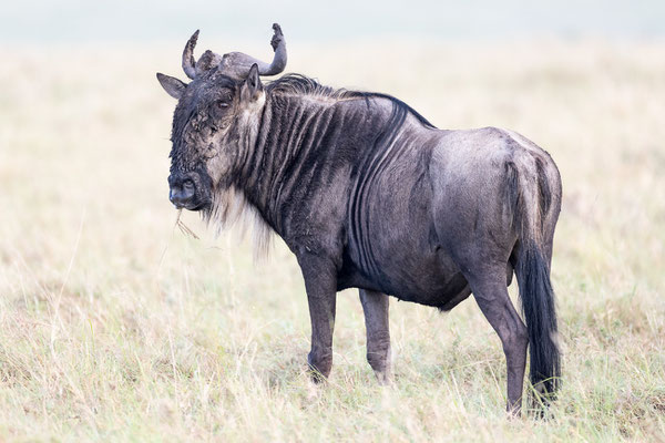 Kenia-Masai Mara National Park