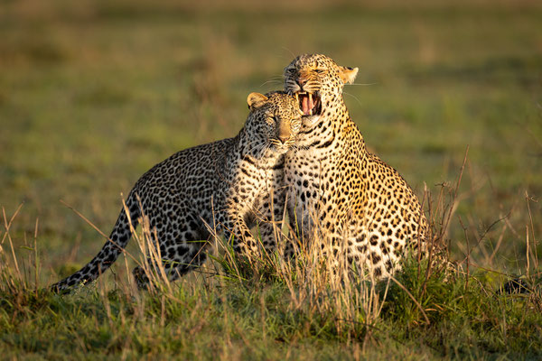 Kenia-Masai Mara National Park