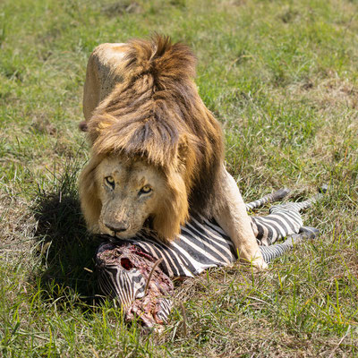 Kenia-Masai Mara National Park