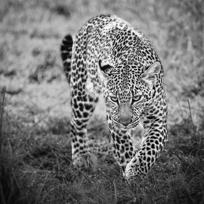 Kenia-Masai Mara National Park
