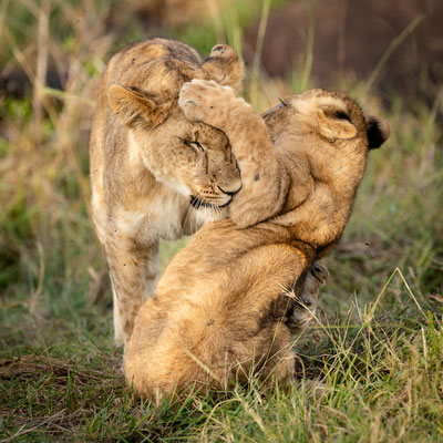 Kenia-Masai Mara National Park