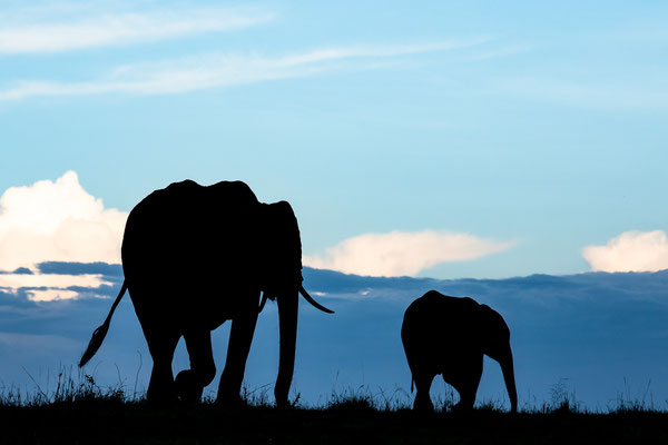 Kenia-Masai Mara National Park