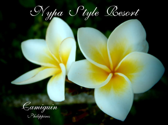 nypa style resort, camiguin, philippine, giardino, fiori, piante, lussureggiante, #feelcamiguin