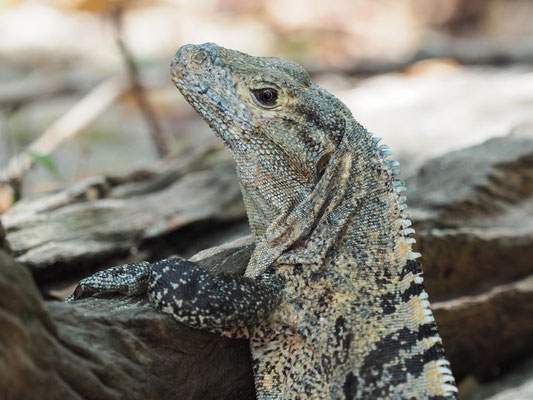 Leguan