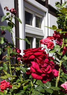 Rosen vor dem Hotel Storch in Bad Laer