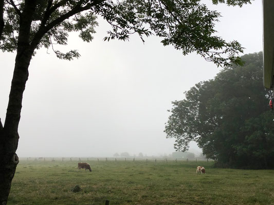 Bauer Hink sin Kouh im Morgennebel