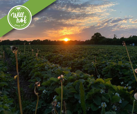 Willhof Walksfelde Erdbeerfeld Erdbeeren pflücken Trittau Mölln Ratzeburg Hofladen Stormarn Herzogtum Lauenburg Ausflugsziel Ausflugsidee Sonntag Spargel