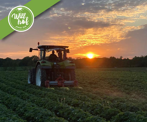 Willhof Walksfelde Erdbeerfeld Erdbeeren pflücken Trittau Mölln Ratzeburg Hofladen Stormarn Herzogtum Lauenburg Ausflugsziel Ausflugsidee Sonntag Brombeeren