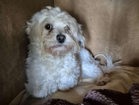 Bella