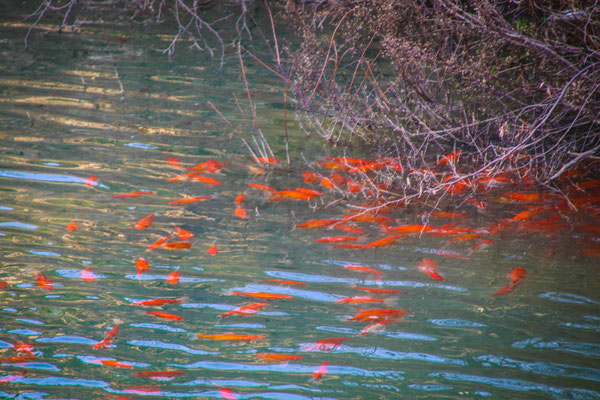 Goldfische!