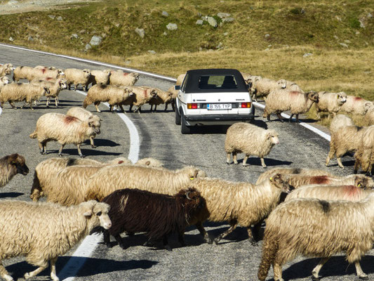 auf der Tranfagarasan