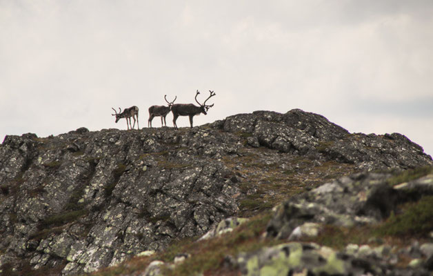 beim Ånnfjället