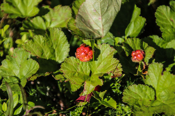 Moltebeeren