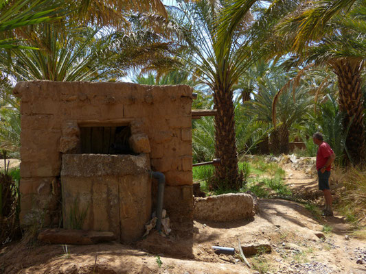 Zagora, Palmeraie