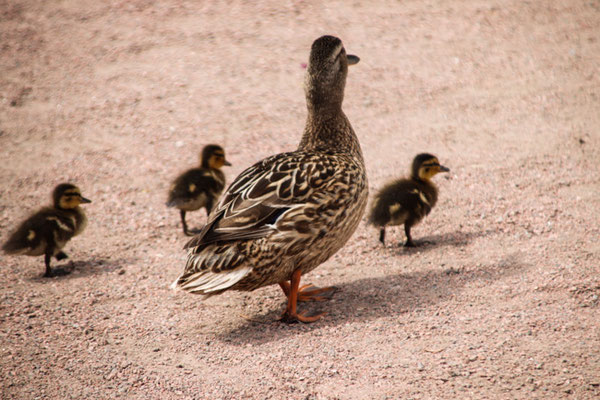 im Katharinenpark