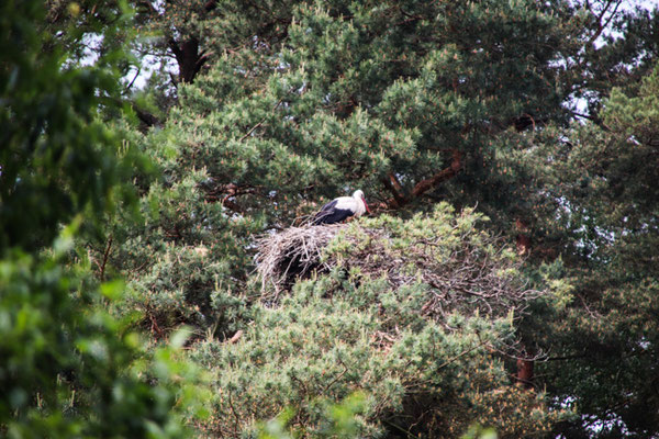 Storchennest im Baum